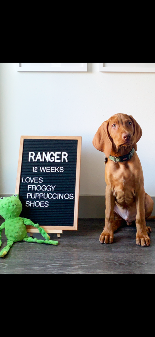 Ranger loves